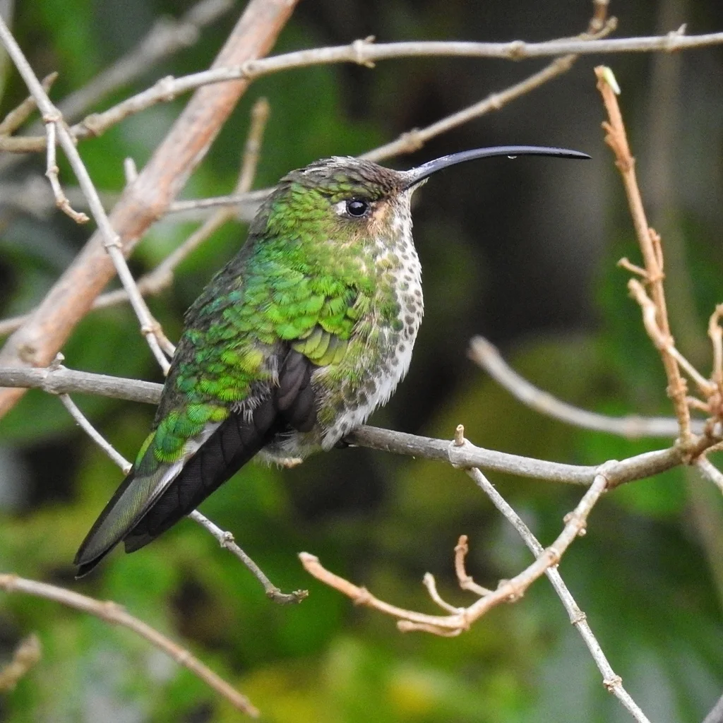 绒胸蜂鸟(Lafresnaya lafresnayi)