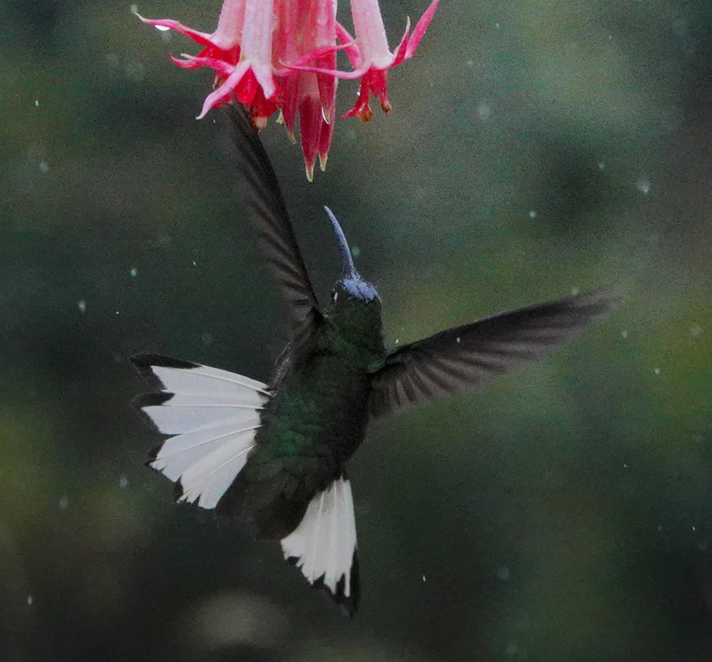 绒胸蜂鸟(Lafresnaya lafresnayi)