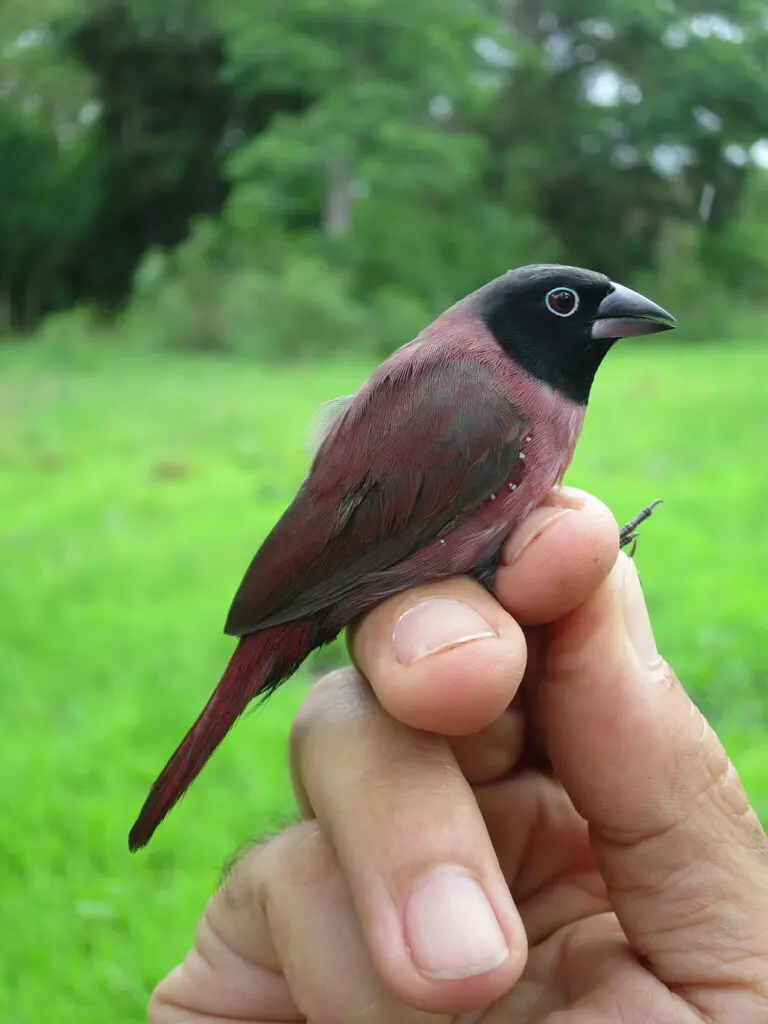 黑脸火雀(Lagonosticta larvata)