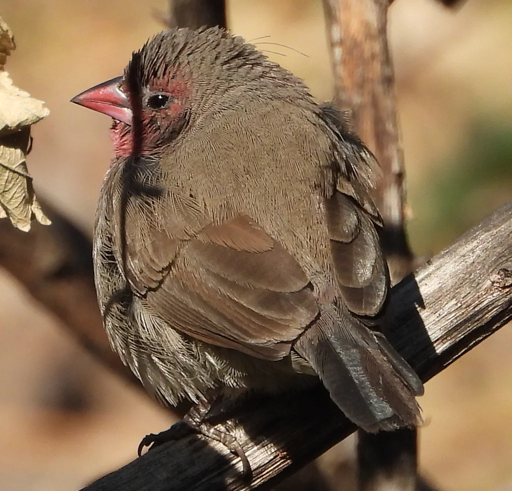 褐背火雀(Lagonosticta nitidula)
