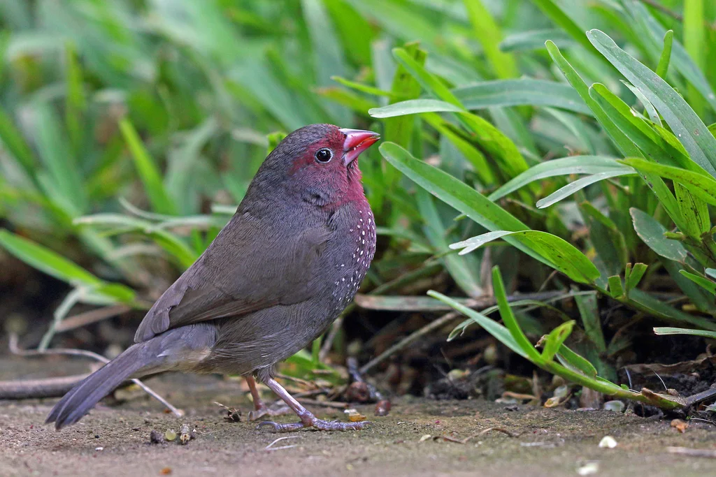 褐背火雀(Lagonosticta nitidula)