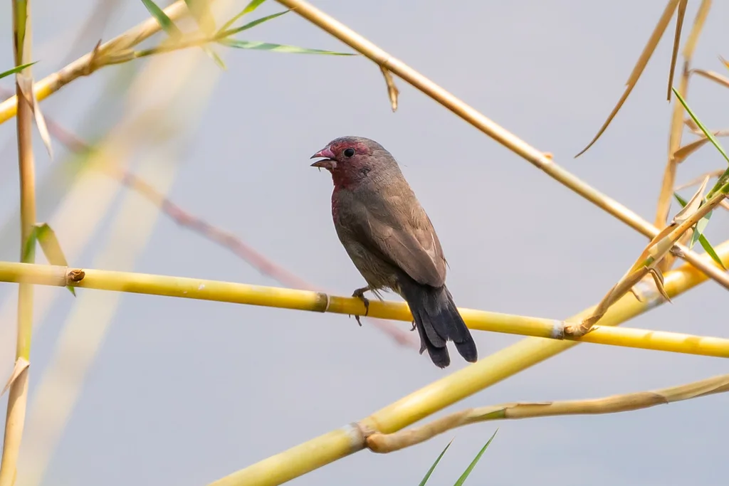 褐背火雀(Lagonosticta nitidula)