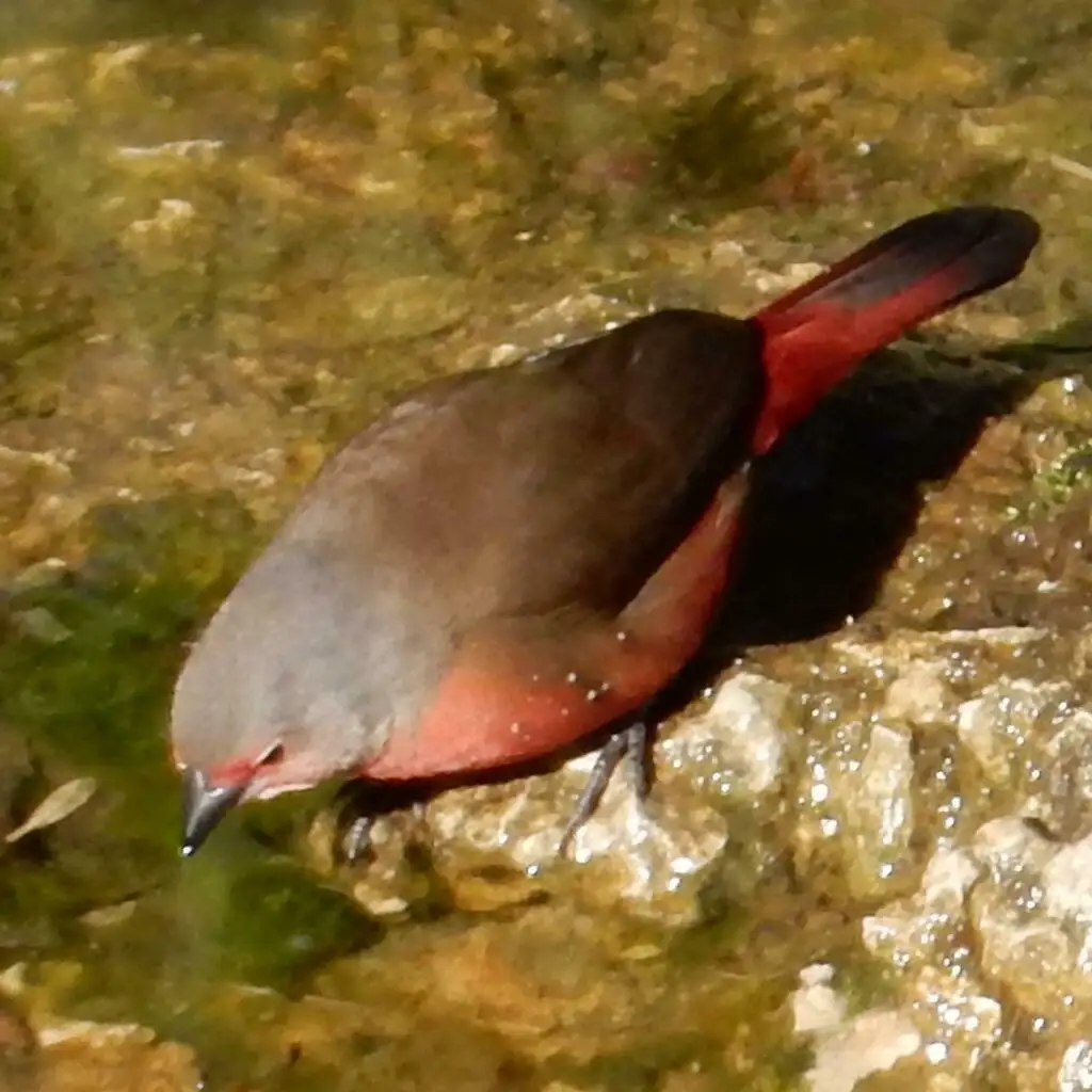 灰顶火雀(Lagonosticta rubricata)