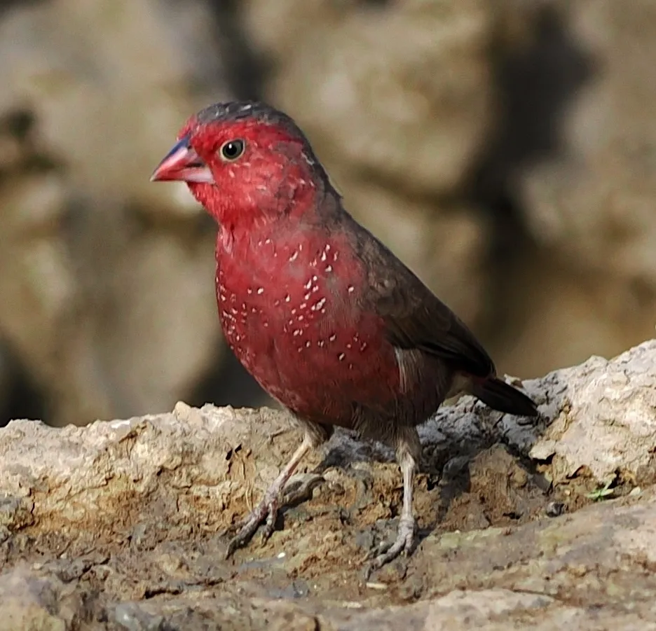 斑胸火雀（Lagonosticta rufopicta）