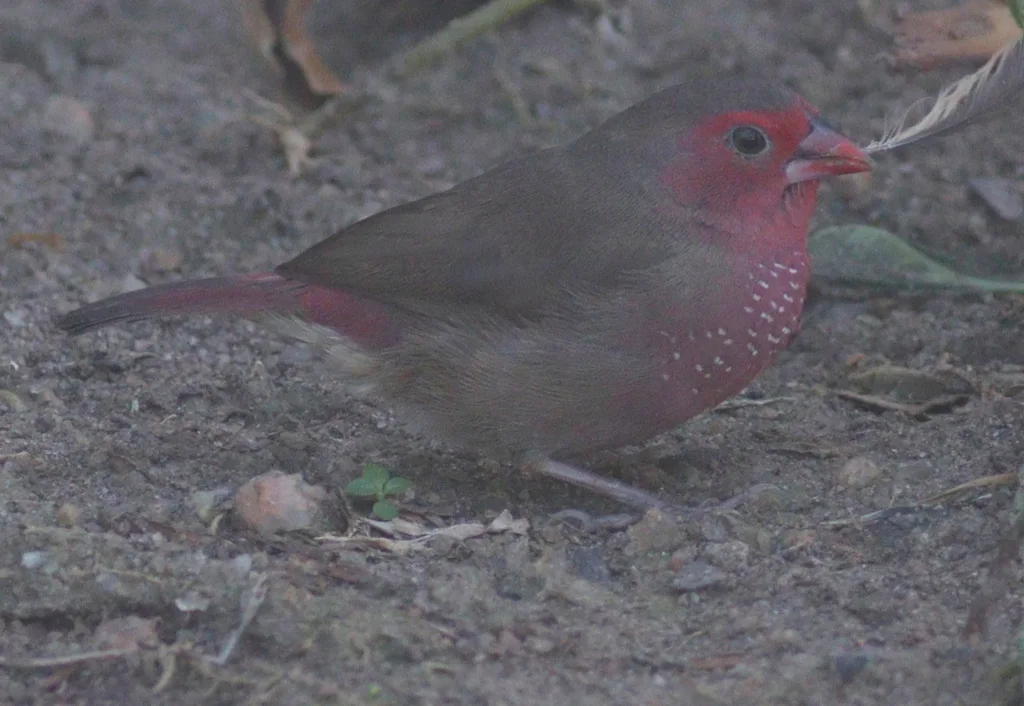 斑胸火雀（Lagonosticta rufopicta）