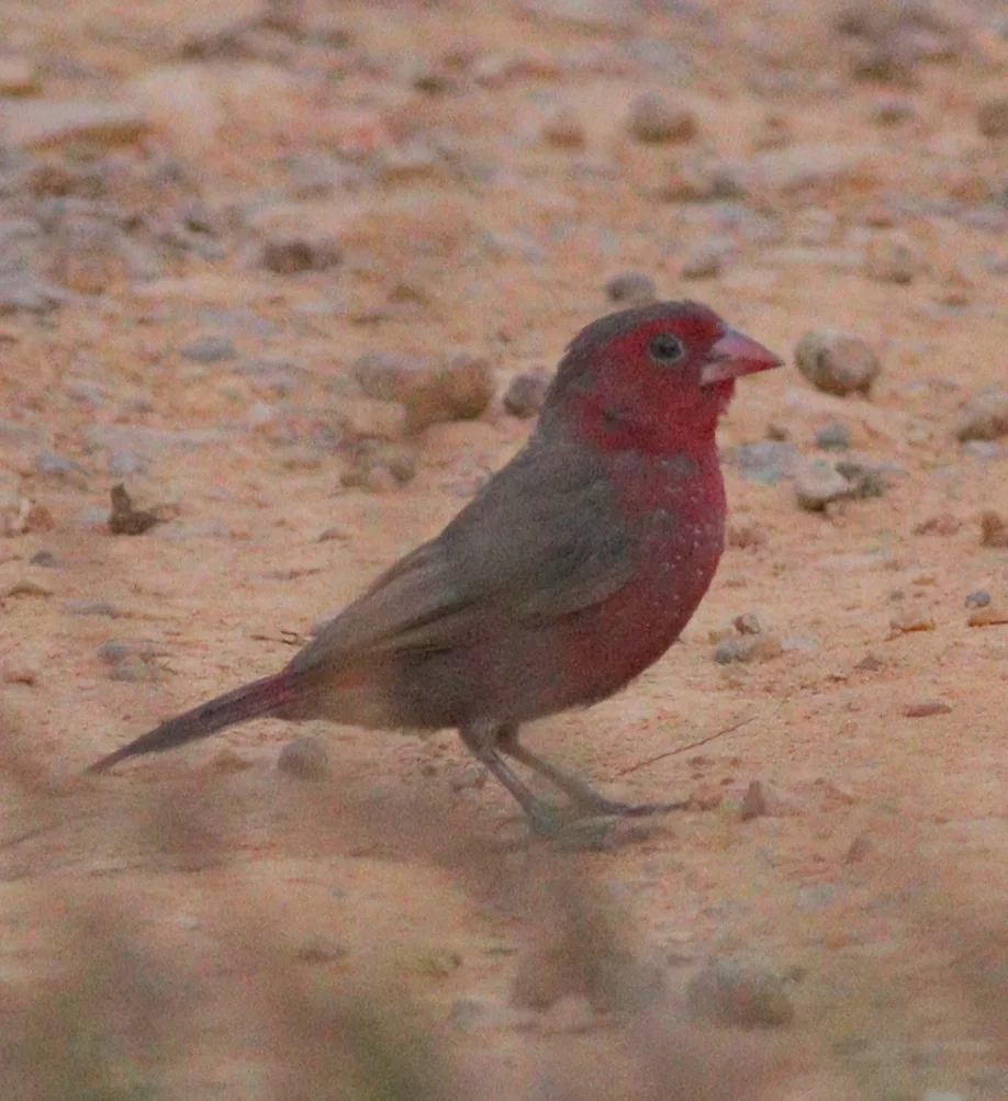 斑胸火雀（Lagonosticta rufopicta）