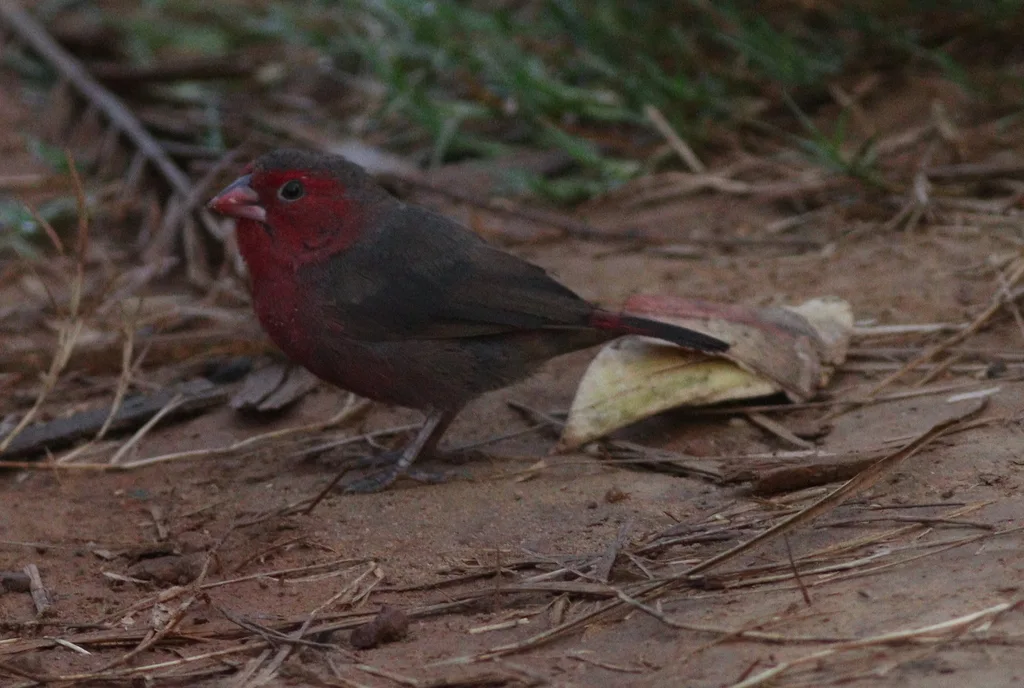 斑胸火雀（Lagonosticta rufopicta）