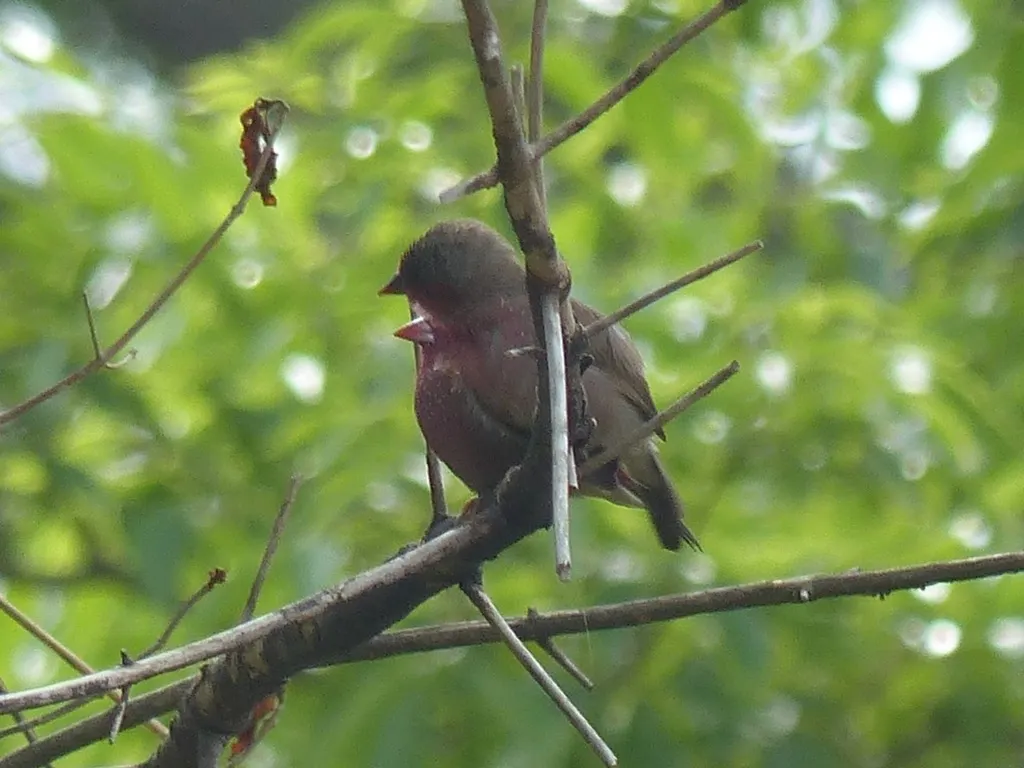 斑胸火雀（Lagonosticta rufopicta）