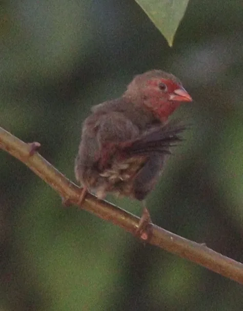 斑胸火雀（Lagonosticta rufopicta）