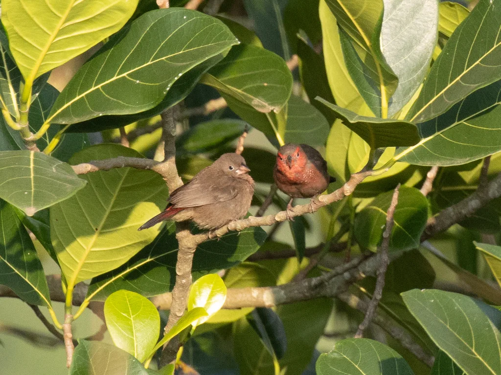 斑胸火雀（Lagonosticta rufopicta）
