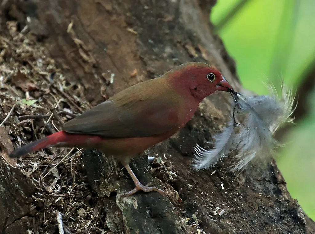 红嘴火雀(Lagonosticta senegala)