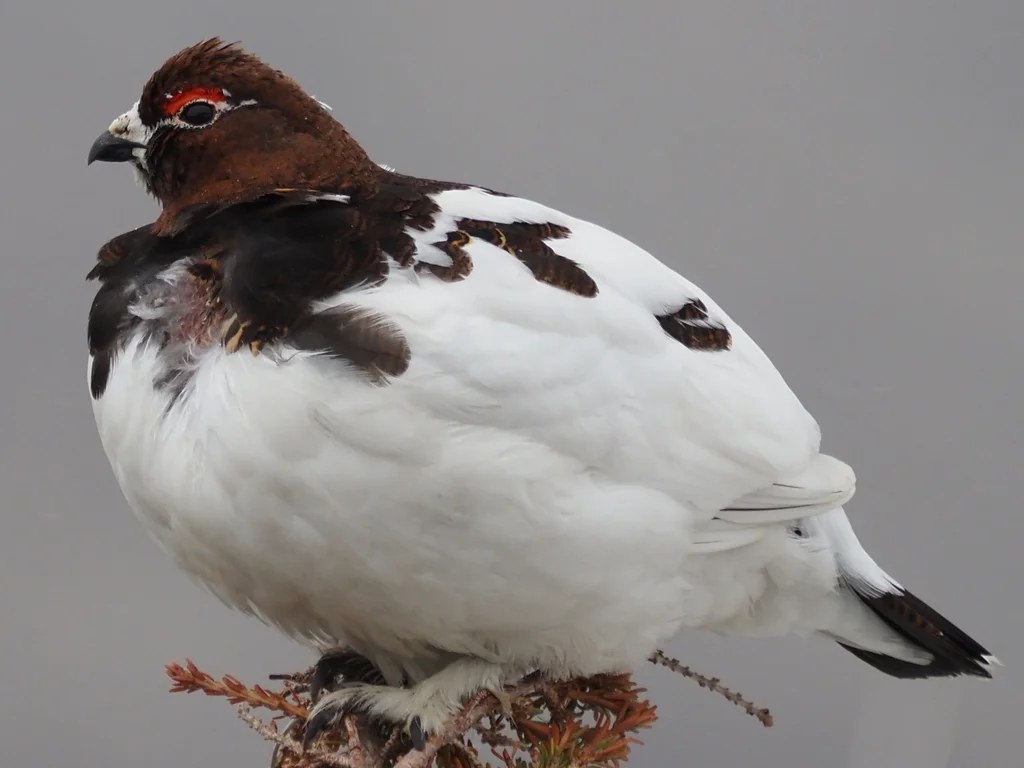 柳雷鸟(Lagopus lagopus)