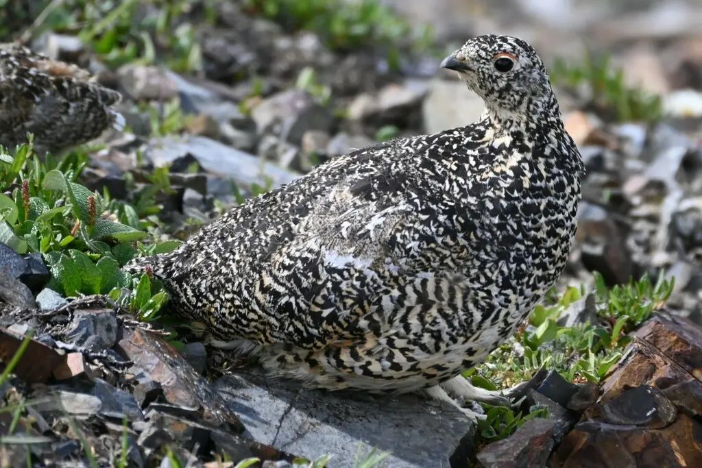 白尾雷鸟(Lagopus leucura)