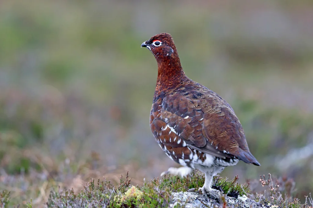 苏格兰雷鸟(Lagopus scotica)