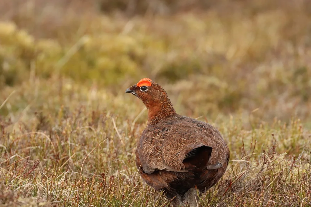 苏格兰雷鸟(Lagopus scotica)
