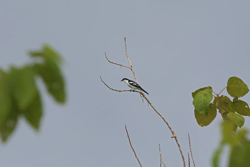 黑眉鸣鹃鵙(Lalage atrovirens)