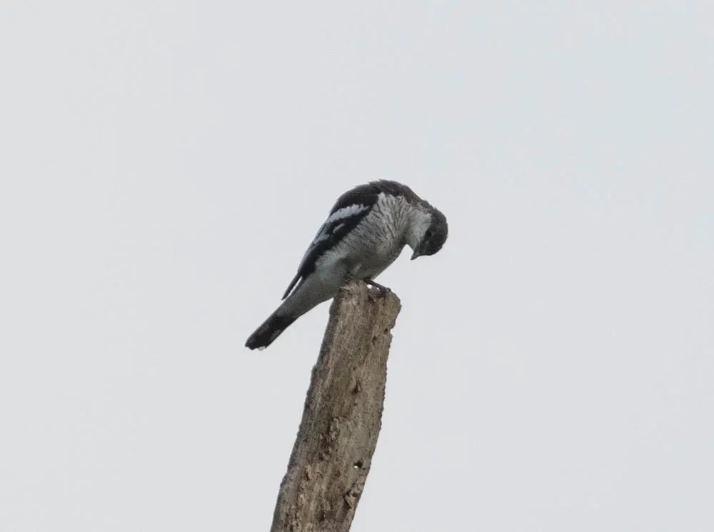 黑眉鸣鹃鵙(Lalage atrovirens)
