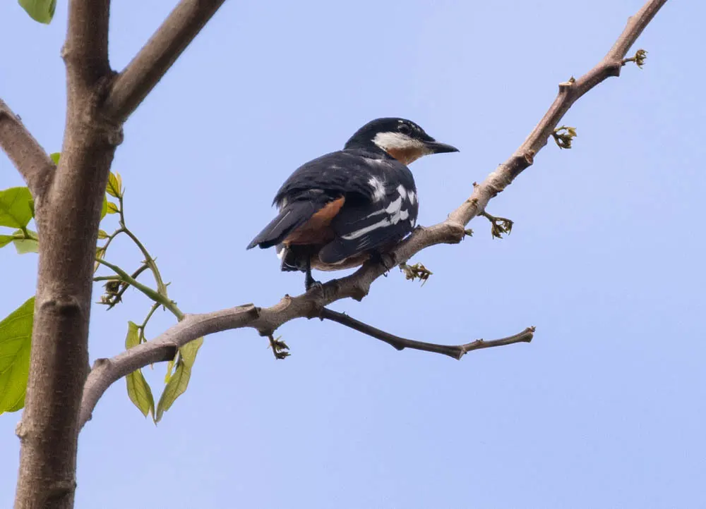金腹鸣鹃鵙(Lalage aurea)