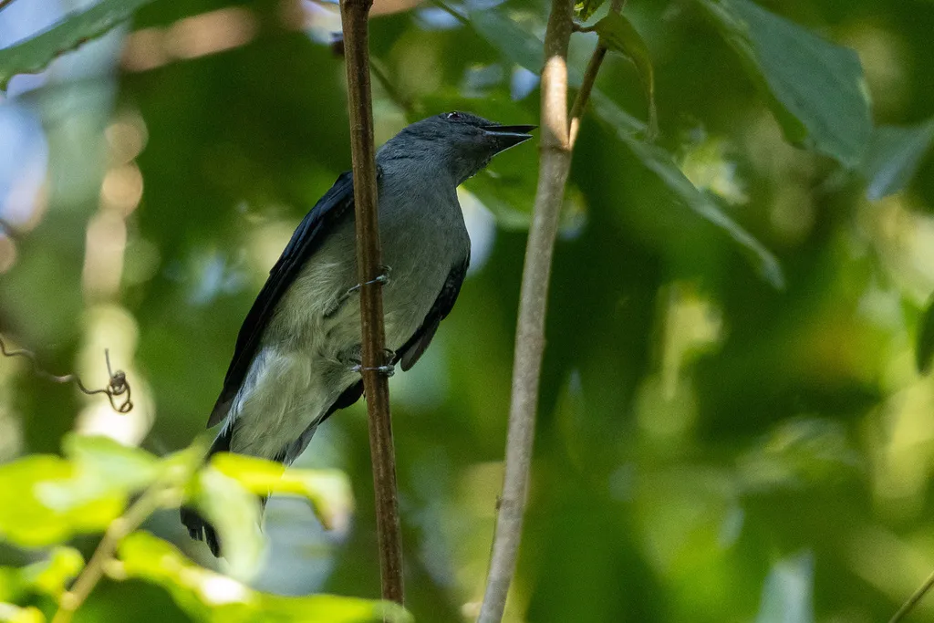 缨鹃鵙(Lalage fimbriata)