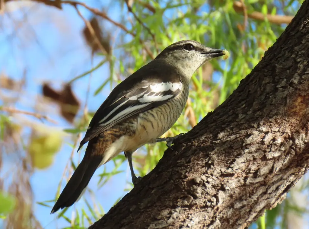 杂色鸣鹃鵙(Lalage leucomela)