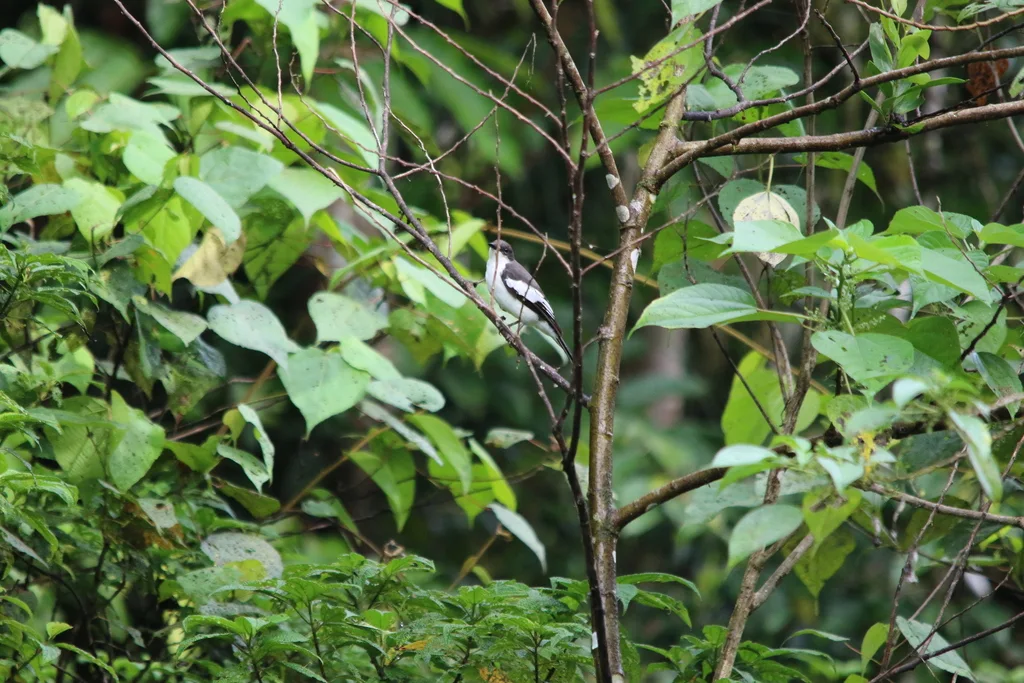 比岛鸣鹃鵙(Lalage leucoptera)