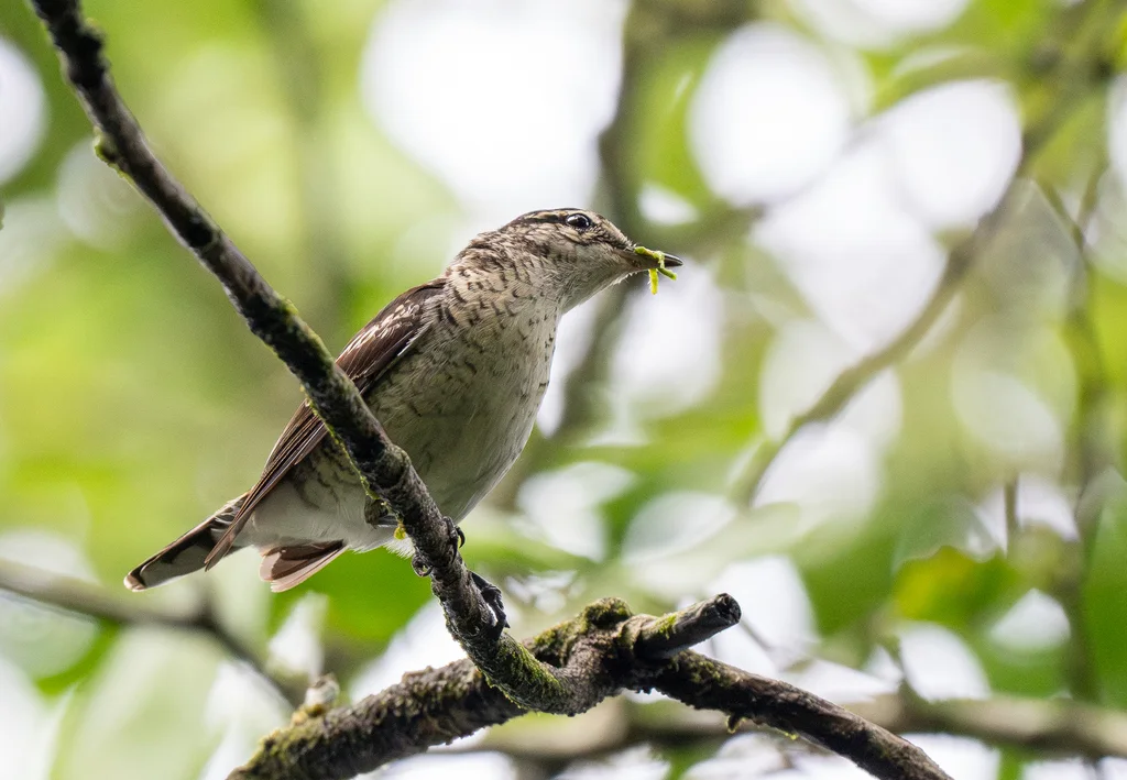 斑鸣鹃鵙(Lalage maculosa)
