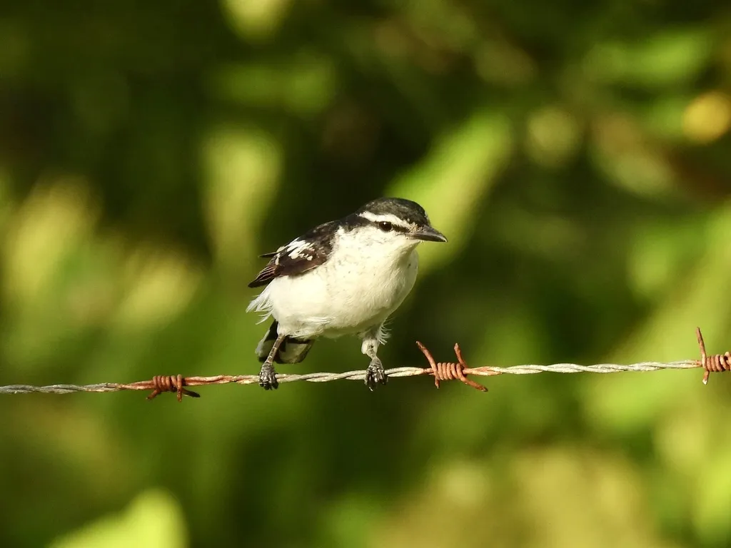 斑鸣鹃鵙(Lalage maculosa)