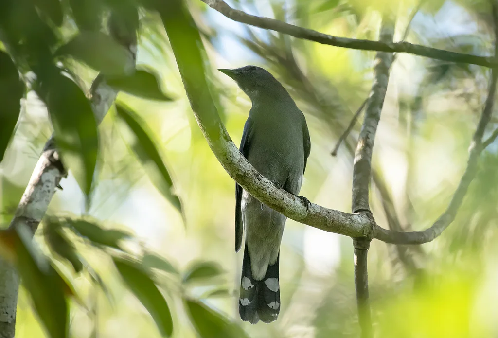 暗灰鹃鵙(Lalage melaschistos)