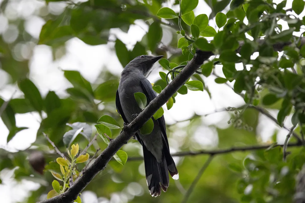 暗灰鹃鵙(Lalage melaschistos)
