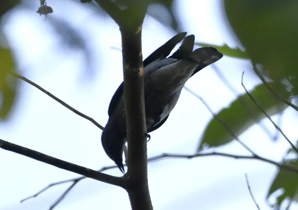 暗灰鹃鵙(Lalage melaschistos)