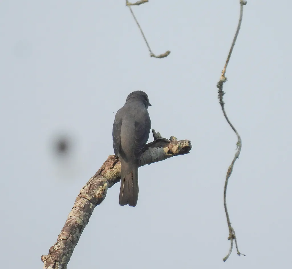 暗灰鹃鵙(Lalage melaschistos)