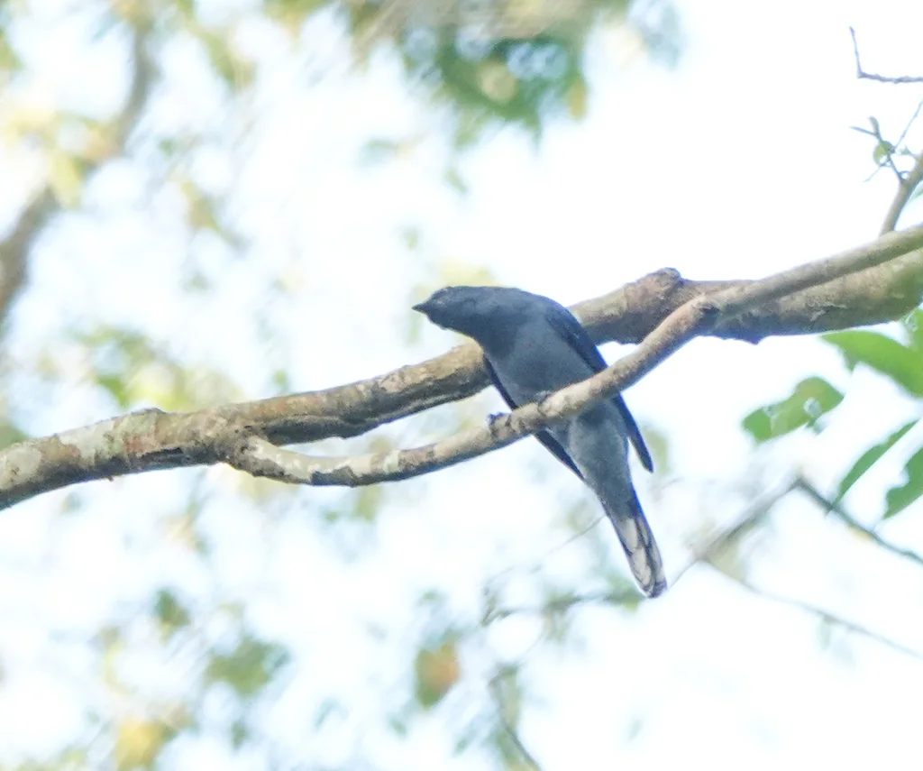 暗灰鹃鵙(Lalage melaschistos)