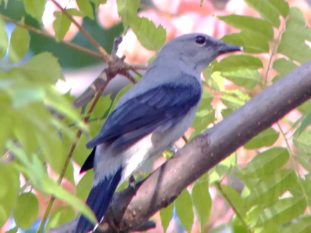 暗灰鹃鵙(Lalage melaschistos)