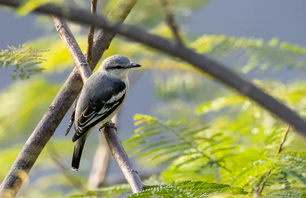 黑鸣鹃鵙(Lalage nigra)