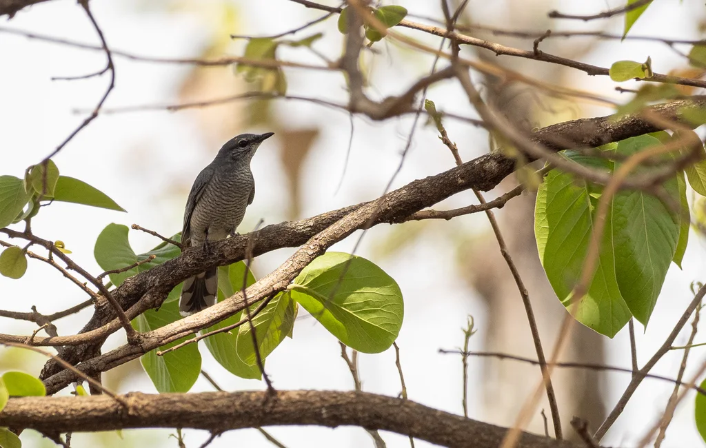 灰鹃鵙(Lalage polioptera)