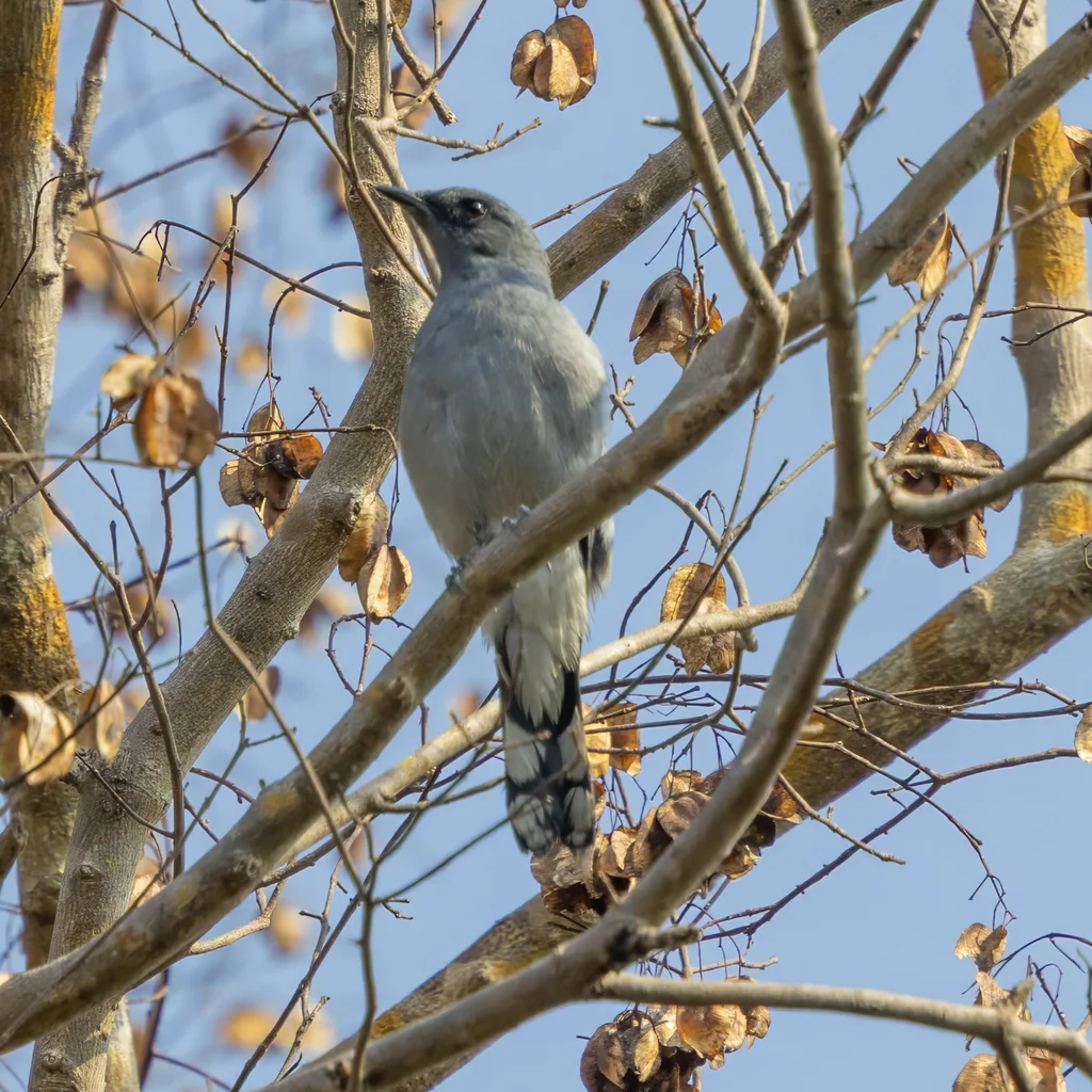 灰鹃鵙(Lalage polioptera)