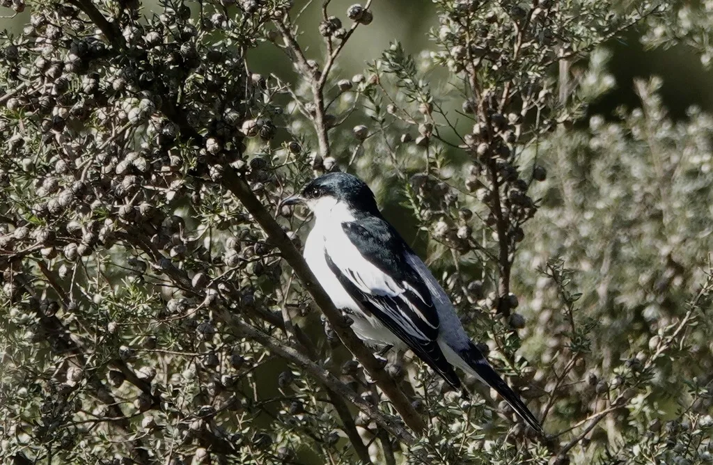 白翅鸣鹃鵙(Lalage tricolor)