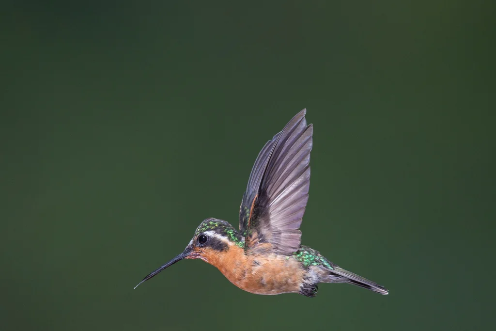 紫喉宝石蜂鸟(Lampornis calolaemus)