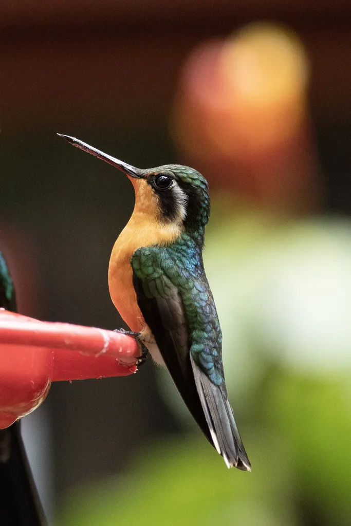 紫喉宝石蜂鸟(Lampornis calolaemus)