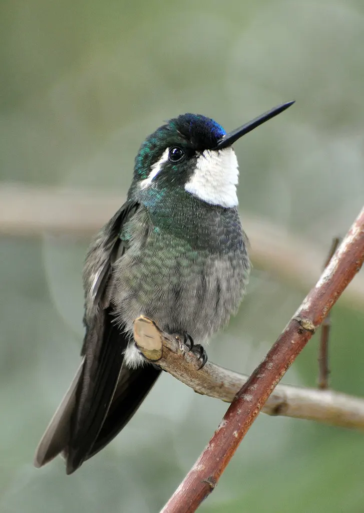 白喉宝石蜂鸟（Lampornis castaneoventris）