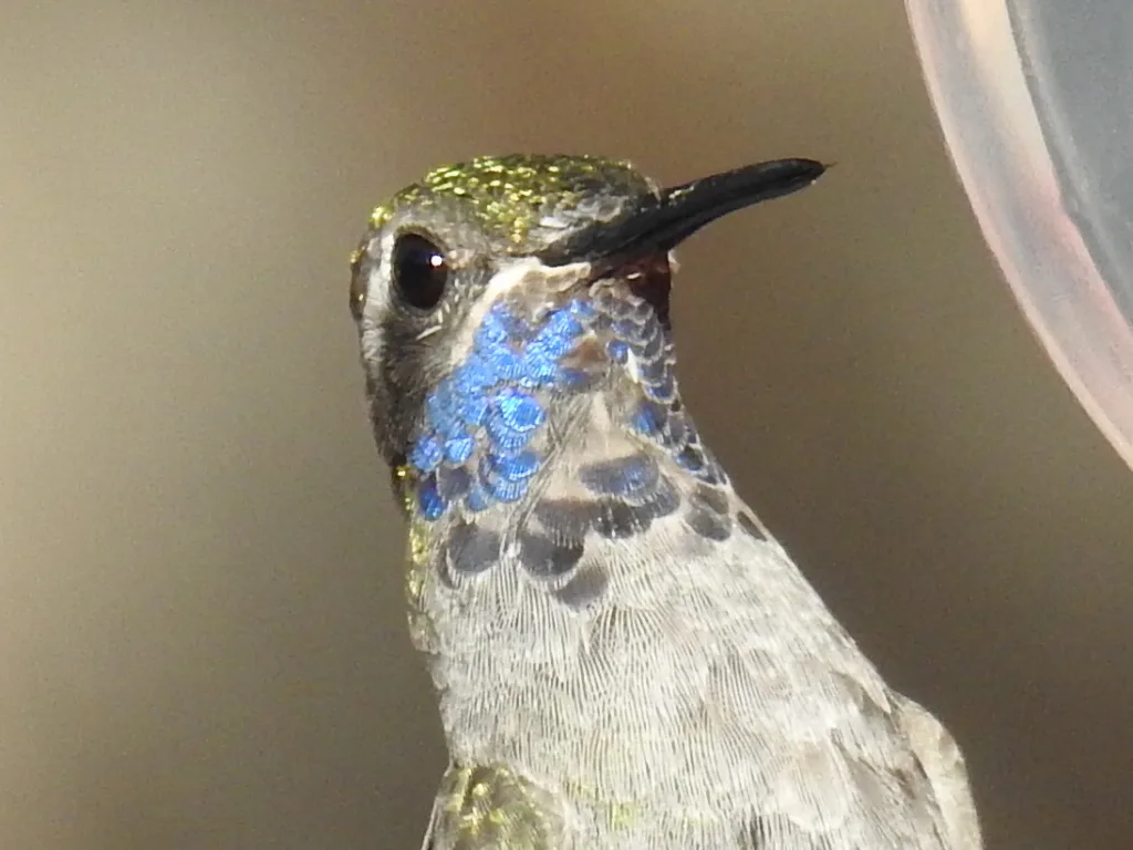 蓝喉宝石蜂鸟(Lampornis clemenciae)