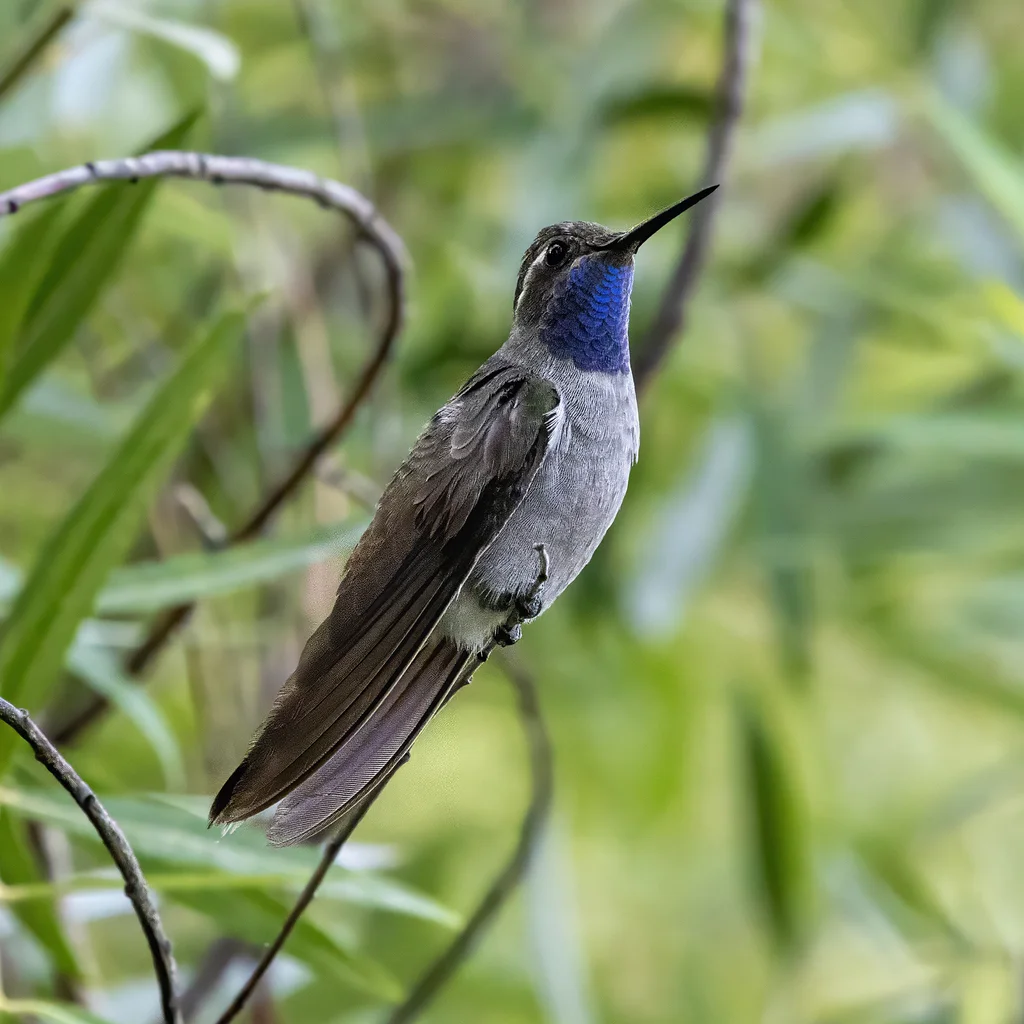蓝喉宝石蜂鸟(Lampornis clemenciae)