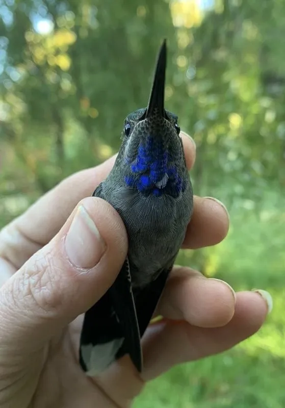 蓝喉宝石蜂鸟(Lampornis clemenciae)
