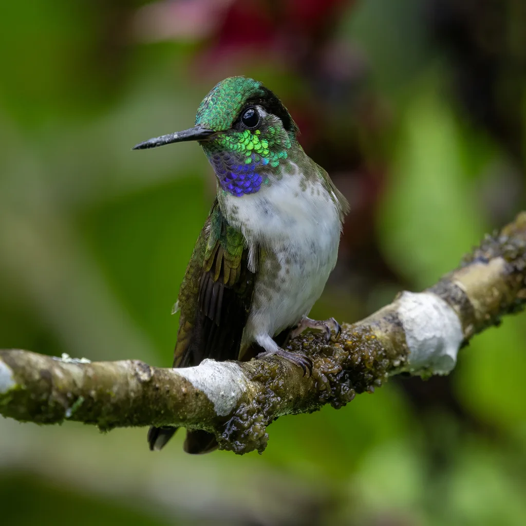 白腹宝石蜂鸟(Lampornis hemileucus)
