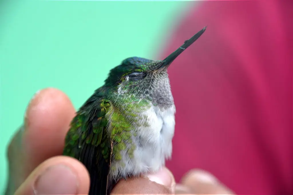 白腹宝石蜂鸟(Lampornis hemileucus)
