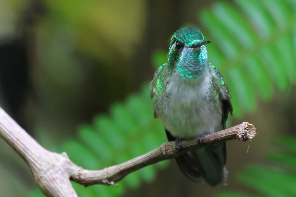 绿喉宝石蜂鸟(Lampornis viridipallens)