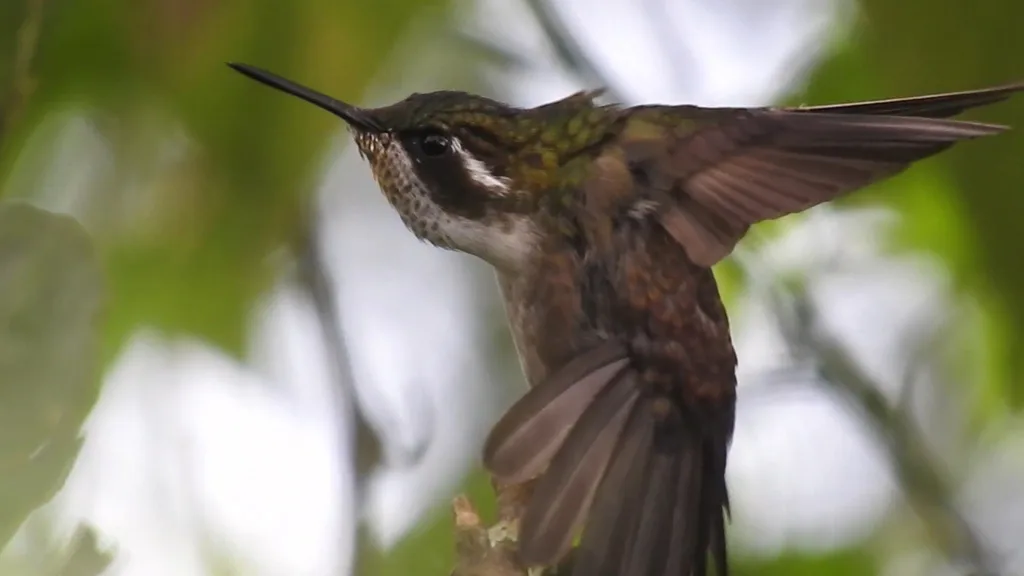 绿喉宝石蜂鸟(Lampornis viridipallens)