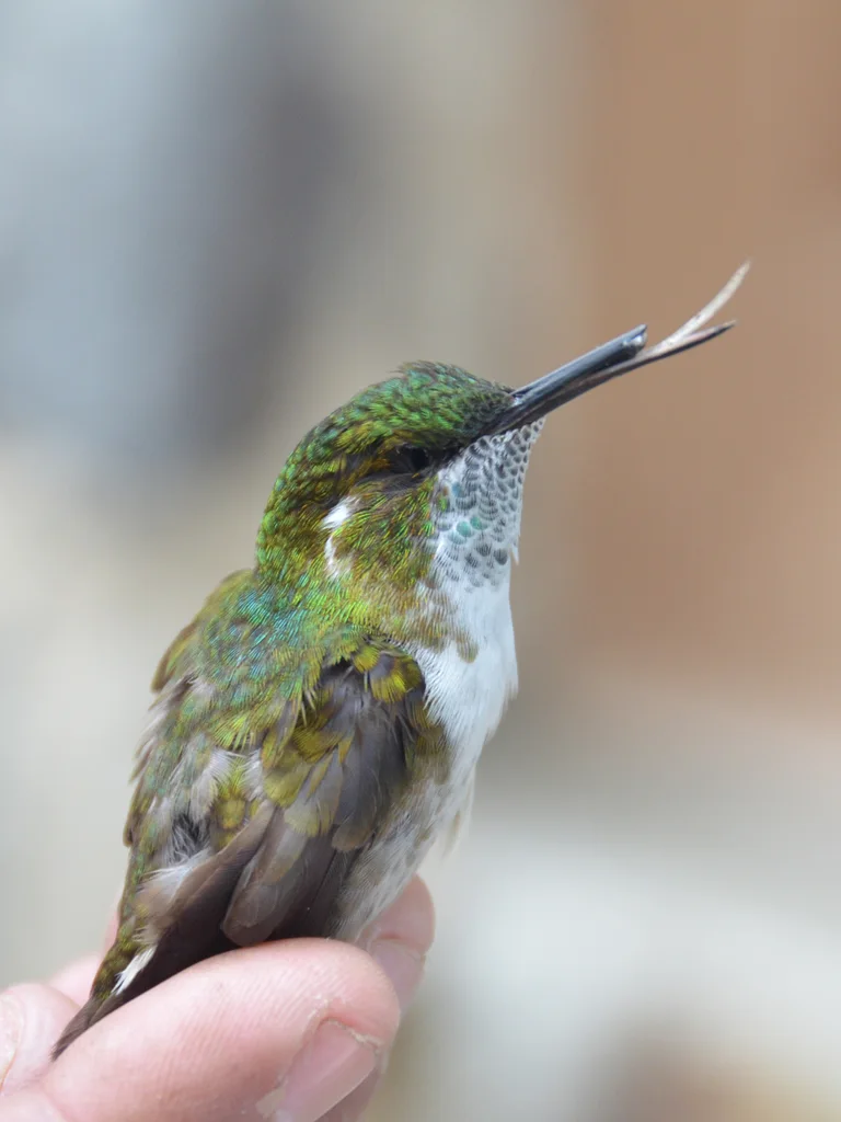 绿喉宝石蜂鸟(Lampornis viridipallens)