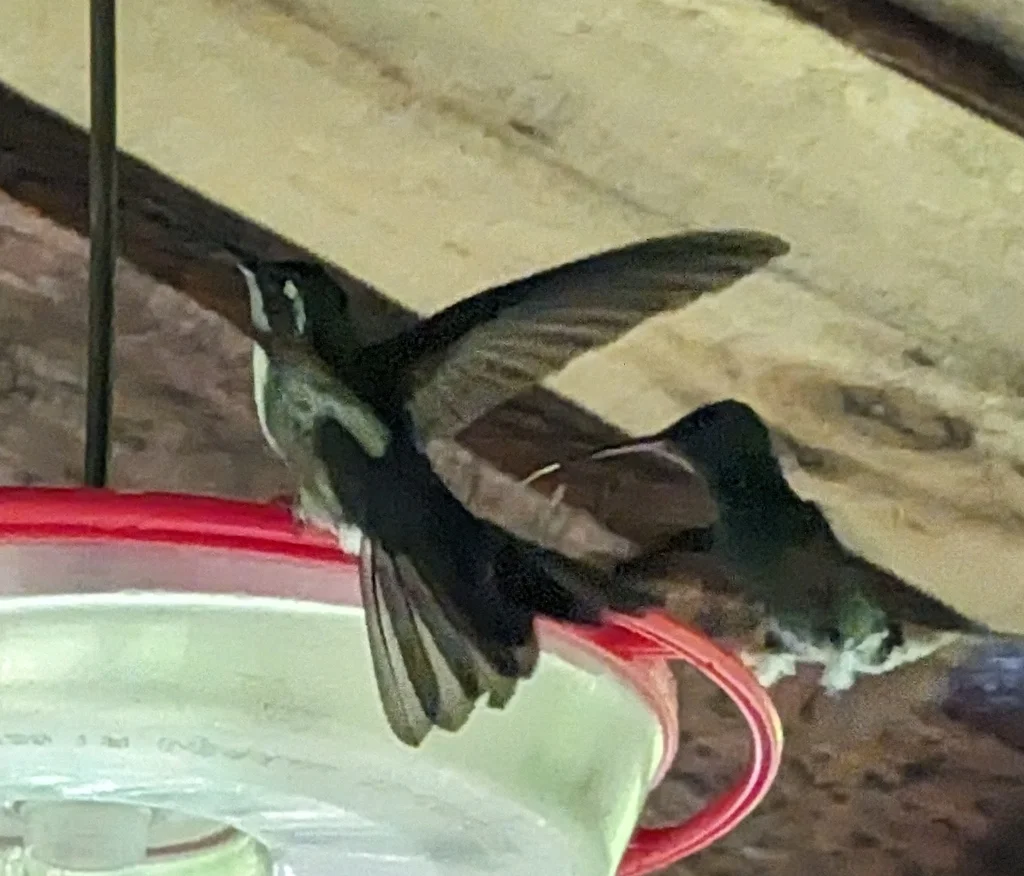 绿喉宝石蜂鸟(Lampornis viridipallens)