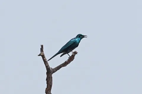 楔尾辉椋鸟
